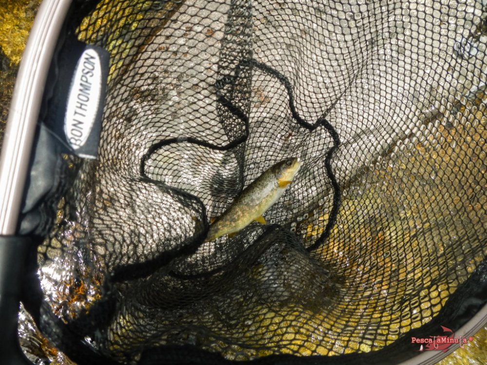 Garganta de Barbellido 2016 (24)