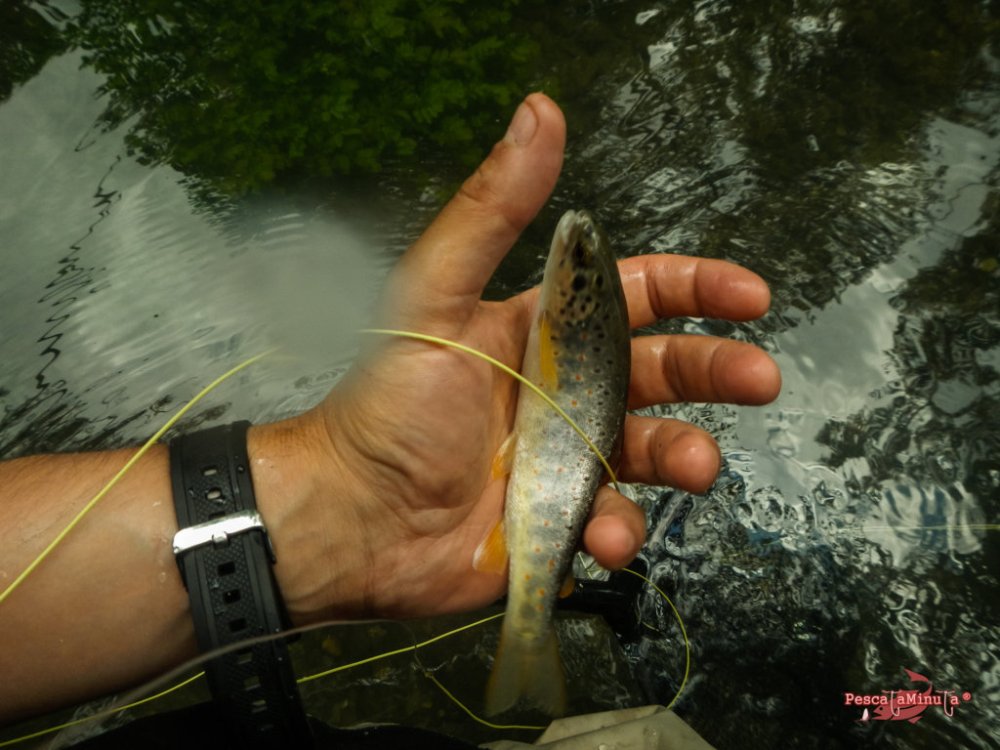Garganta de Barbellido 2016 (27)