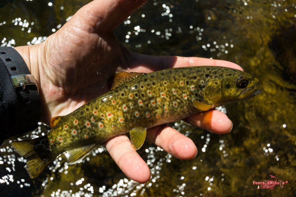 Garganta de Barbellido 2016 (4)