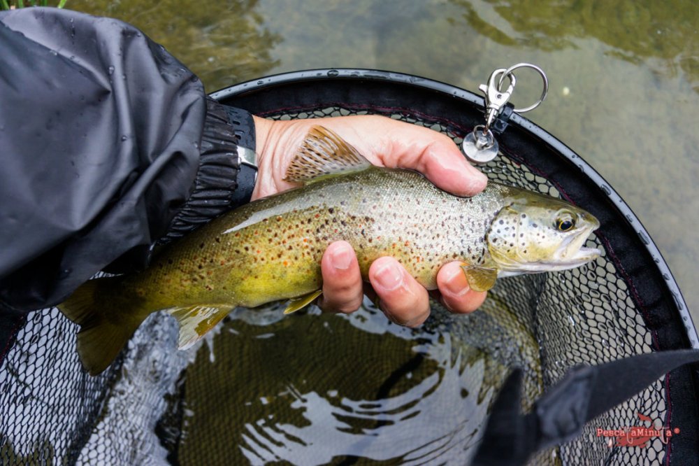 San Felices Rudron mayo 2016 (7)