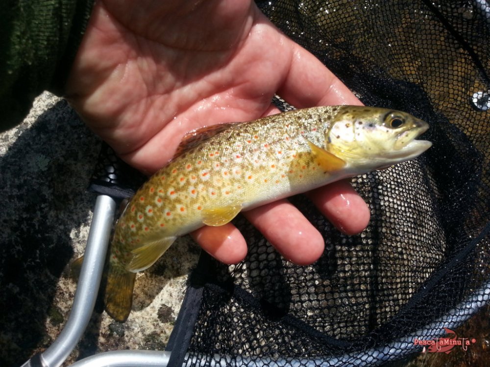 Zapardiel de la Ribera 2016 (12)