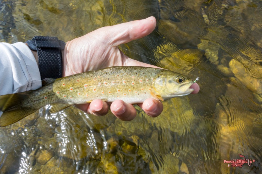 Zapardiel de la Ribera 2016 (8)