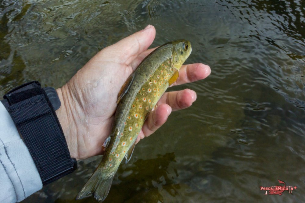 Zapardiel de la Ribera 2016 (9)