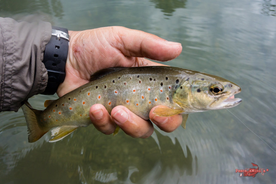 huelamo-alto-2016-11