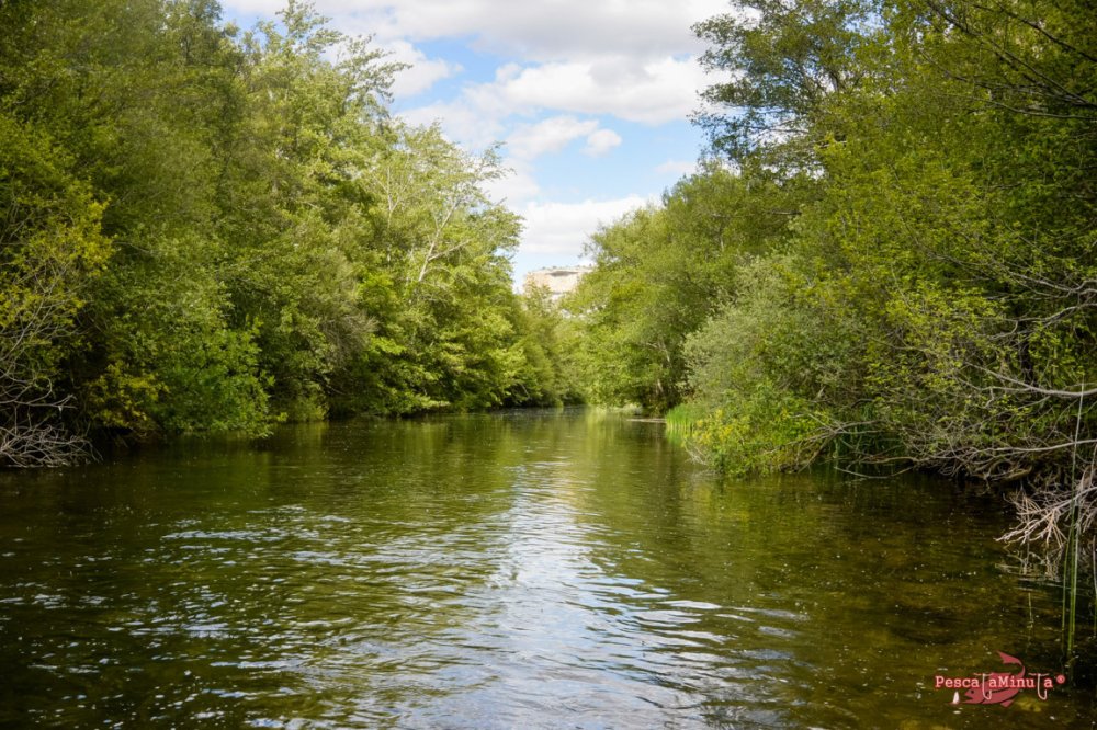San Felices del Rudrón 2017 (11)