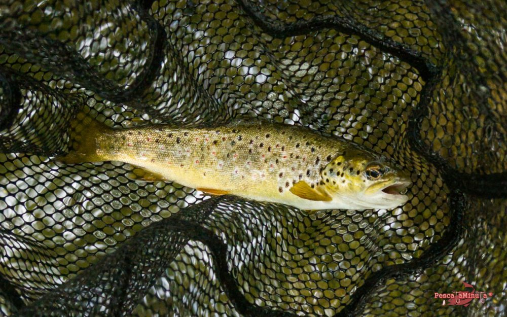 San Felices del Rudrón 2017 (3)