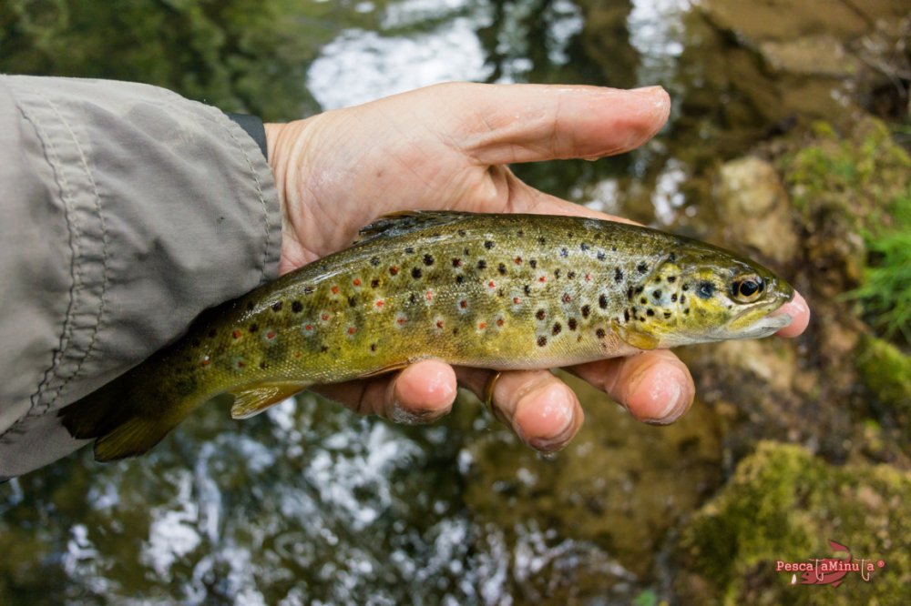 San Felices del Rudrón 2017 (4)