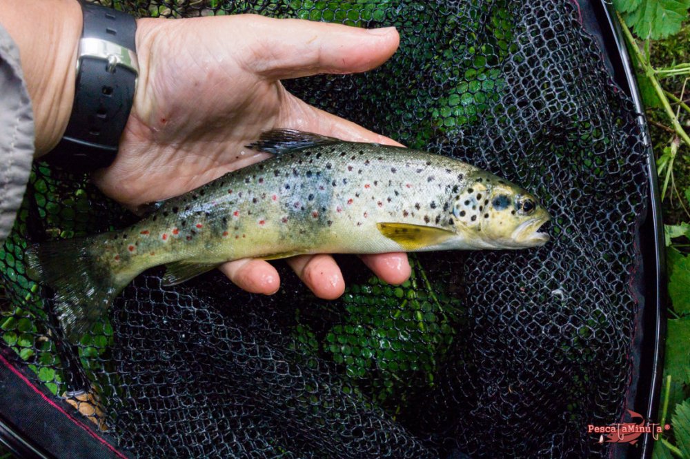 San Felices del Rudrón 2017 (5)