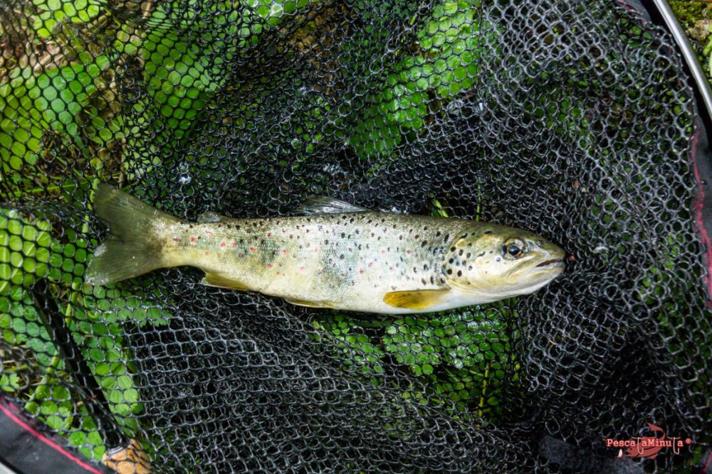 San Felices del Rudrón 2017 (6)