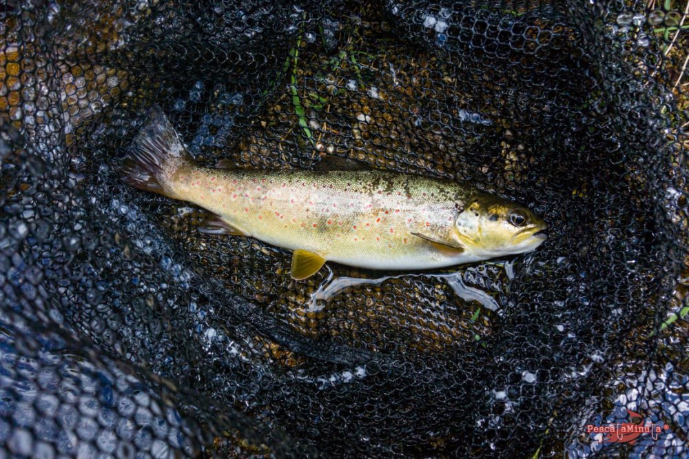 San Felices del Rudrón 2017 (8)
