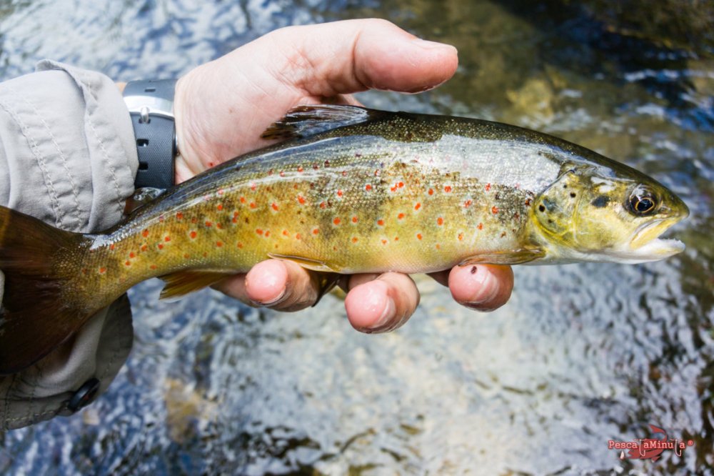 San Felices del Rudrón 2017 (9)