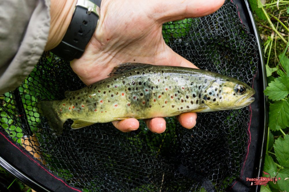 San Felices del Rudrón 2017jpg (14)