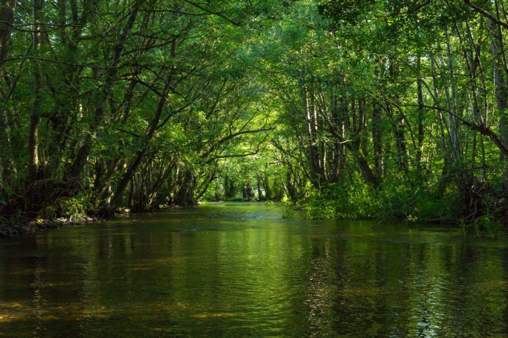 Láncara río Neira 2017 (1)