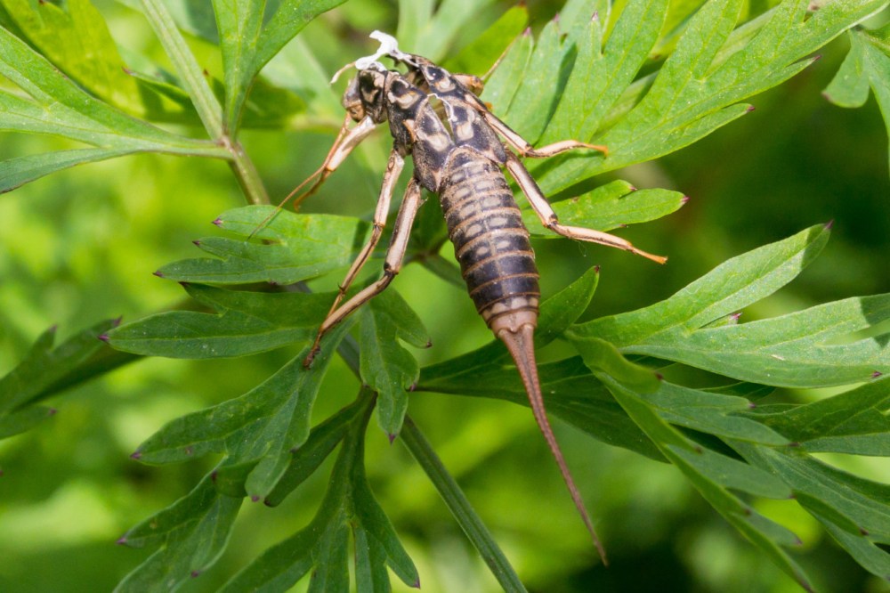 Láncara río Neira 2017 (10)