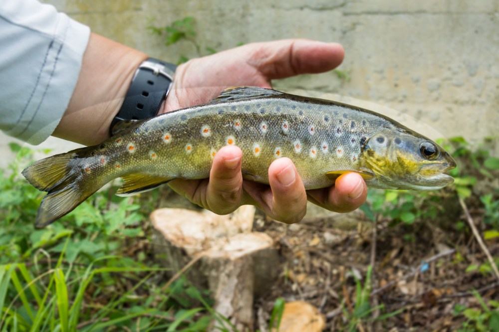 Láncara río Neira 2017 (12)