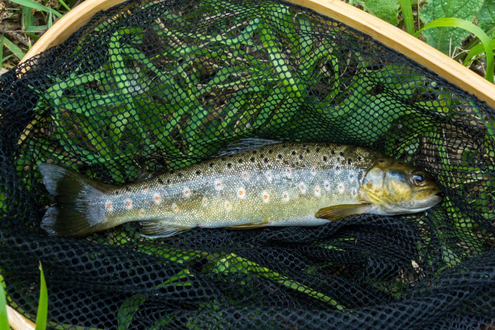 Láncara río Neira 2017 (13)