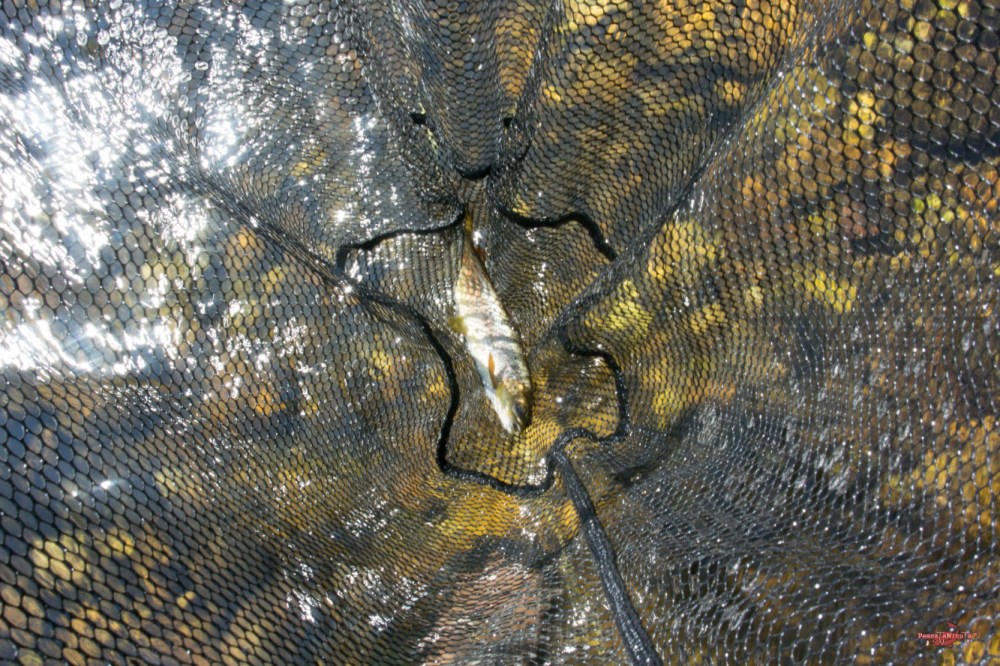 Láncara río Neira 2017 (16)