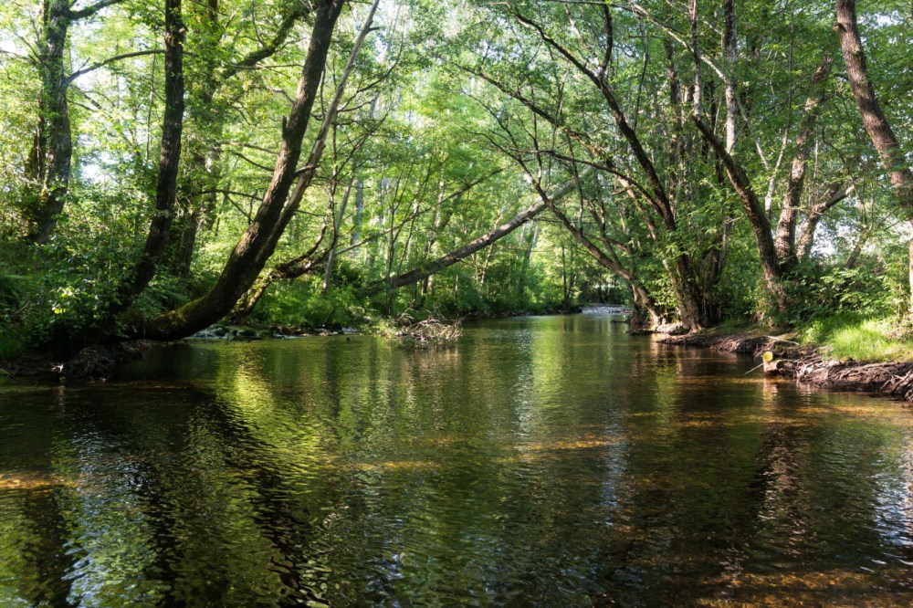 Láncara río Neira 2017 (2)