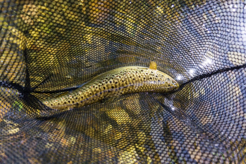 Láncara río Neira 2017 (3)