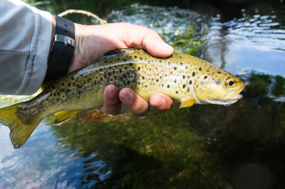 Láncara río Neira 2017 (4)