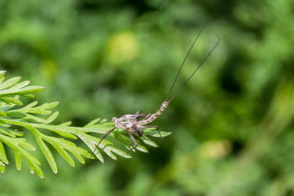 Láncara río Neira 2017 (8)