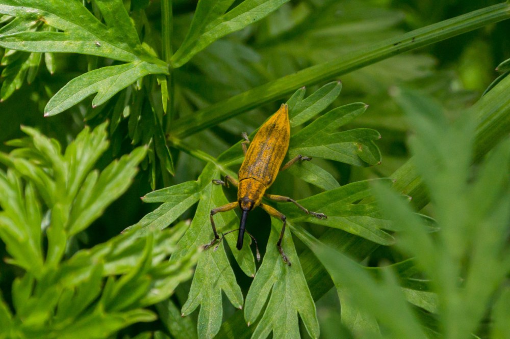 Láncara río Neira 2017 (9)