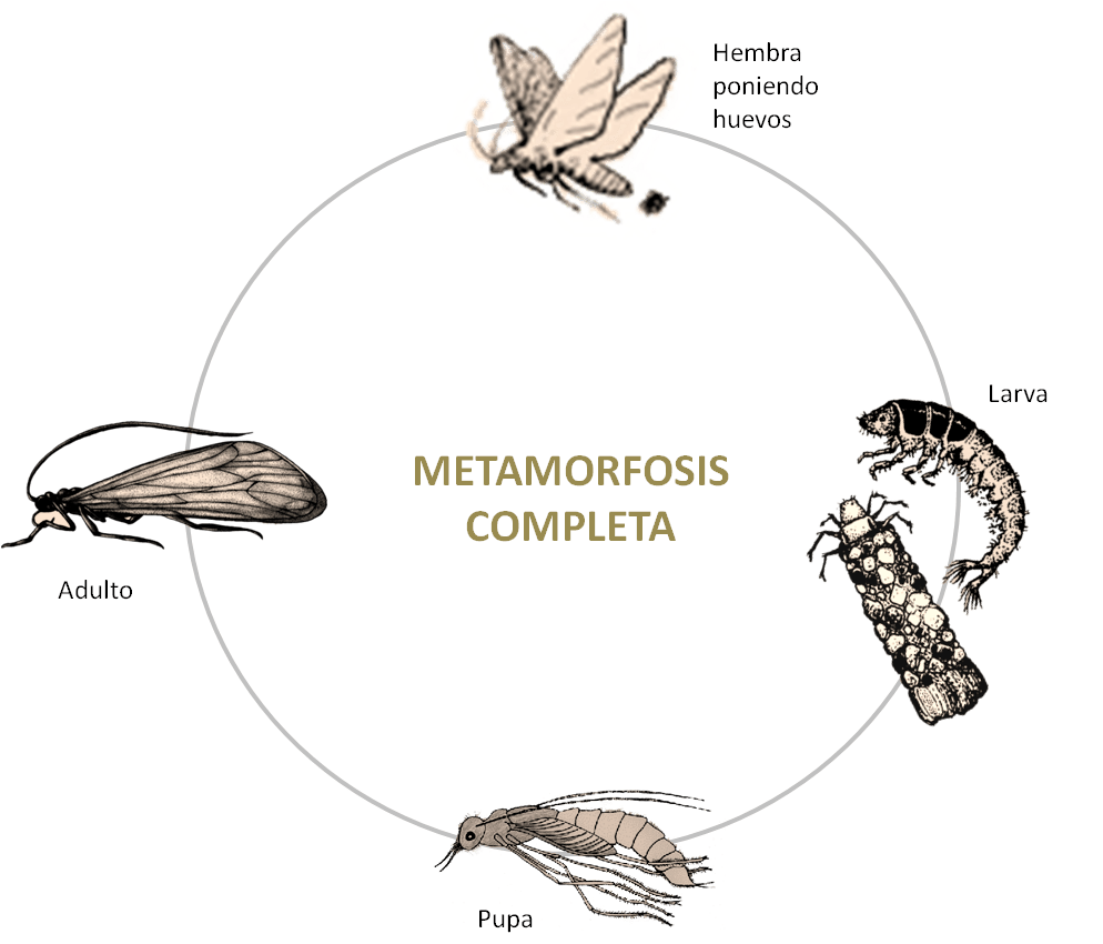 Los insectos – Pesca a mosca, vídeo y fotografía